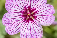Geranium cinereum 'Ballerina'