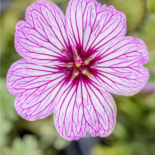 Geranium cinereum 'Ballerina'