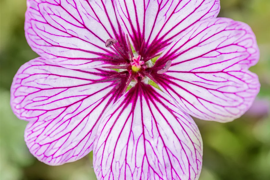 Geranium cinereum 'Ballerina'