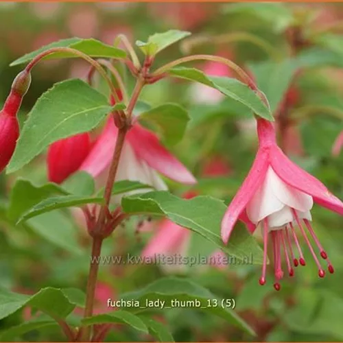Fuchsia 'Lady Thumb'