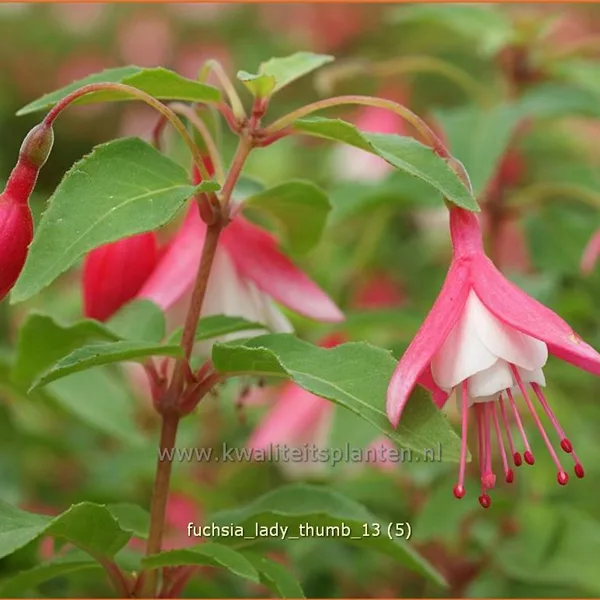 Fuchsia 'Lady Thumb'