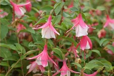 Fuchsia 'Lady Thumb'