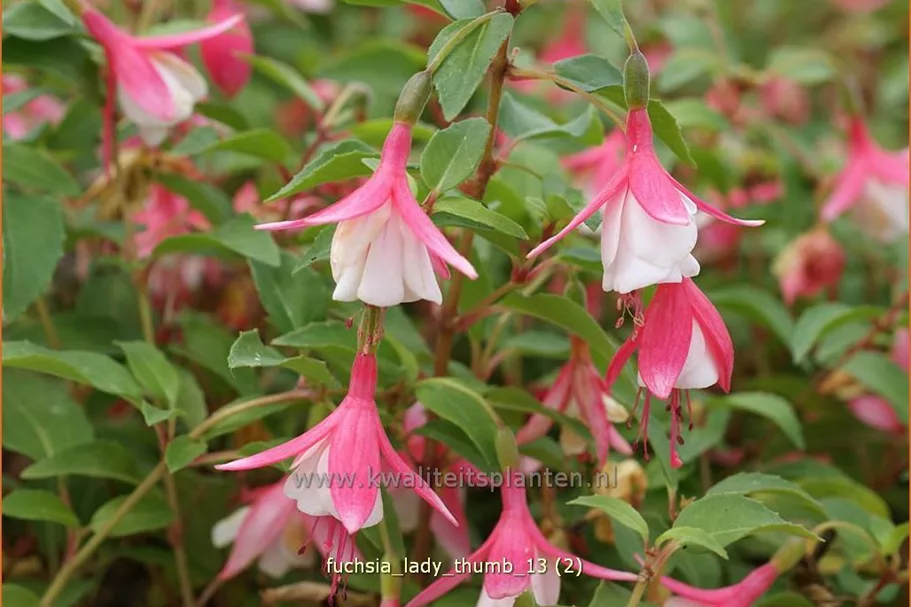 Fuchsia 'Lady Thumb'