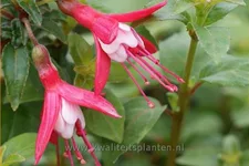Fuchsia 'Lady Thumb'