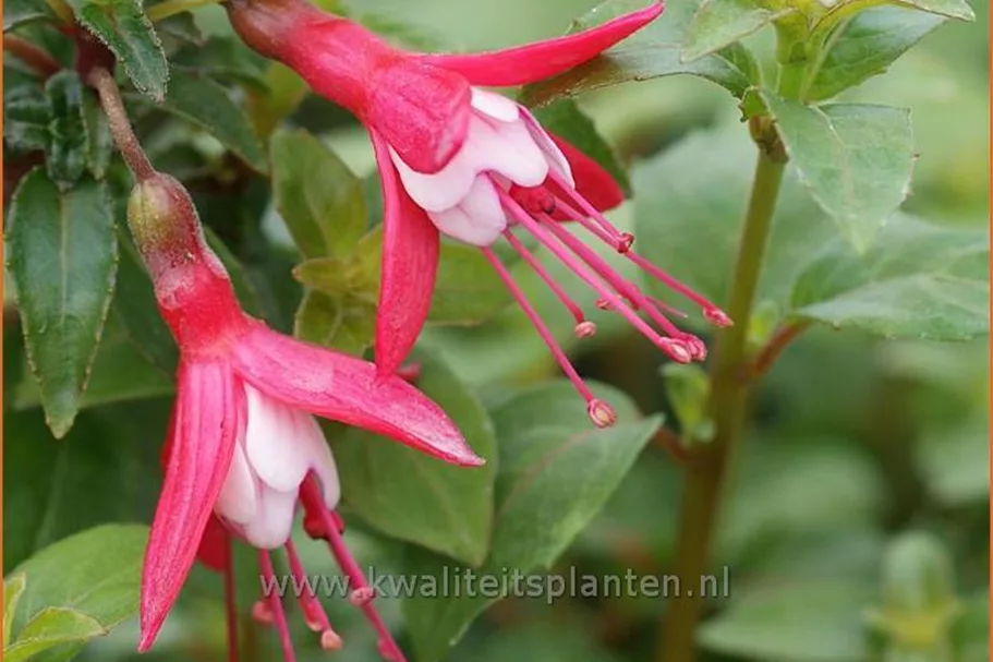 Fuchsia 'Lady Thumb'