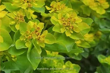 Euphorbia polychroma