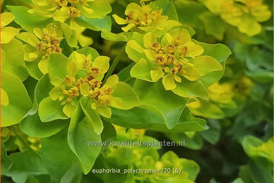 Euphorbia polychroma