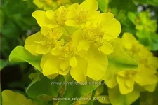 Euphorbia polychroma