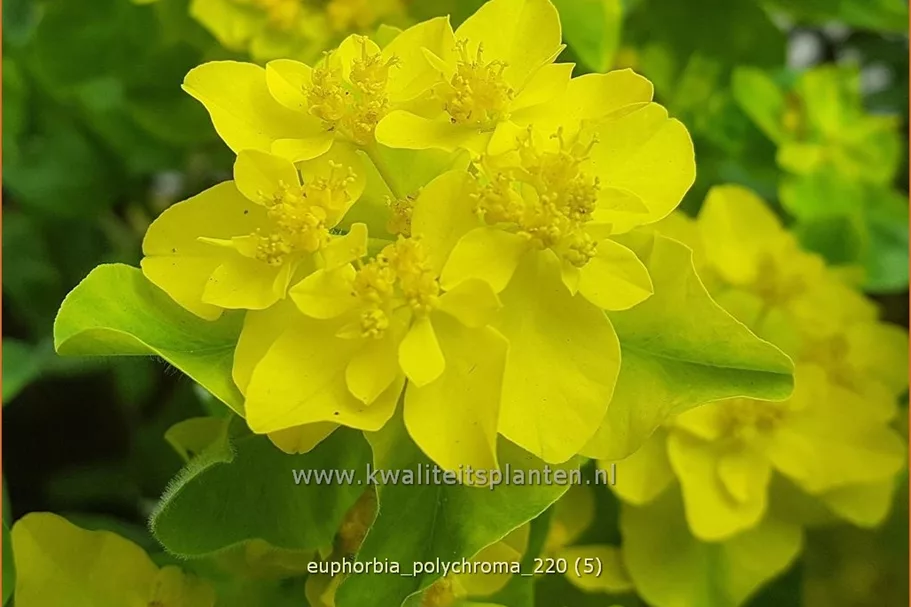 Euphorbia polychroma