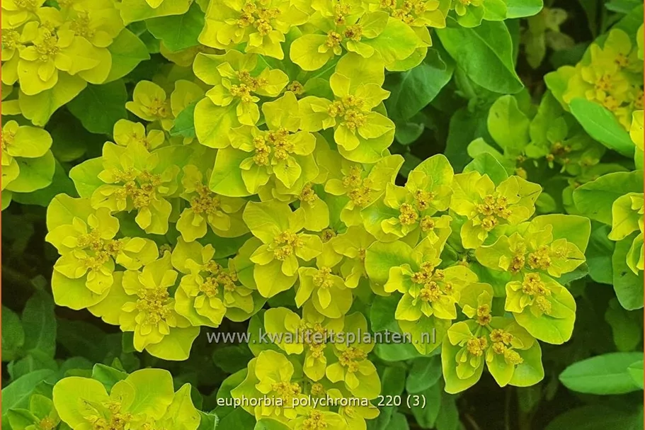 Euphorbia polychroma