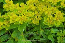 Euphorbia polychroma