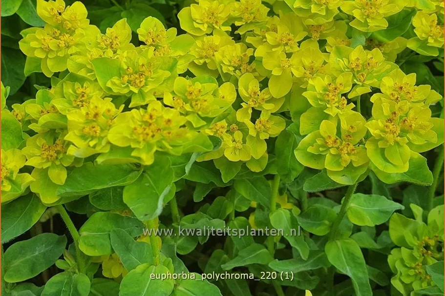Euphorbia polychroma