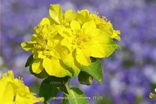 Euphorbia polychroma