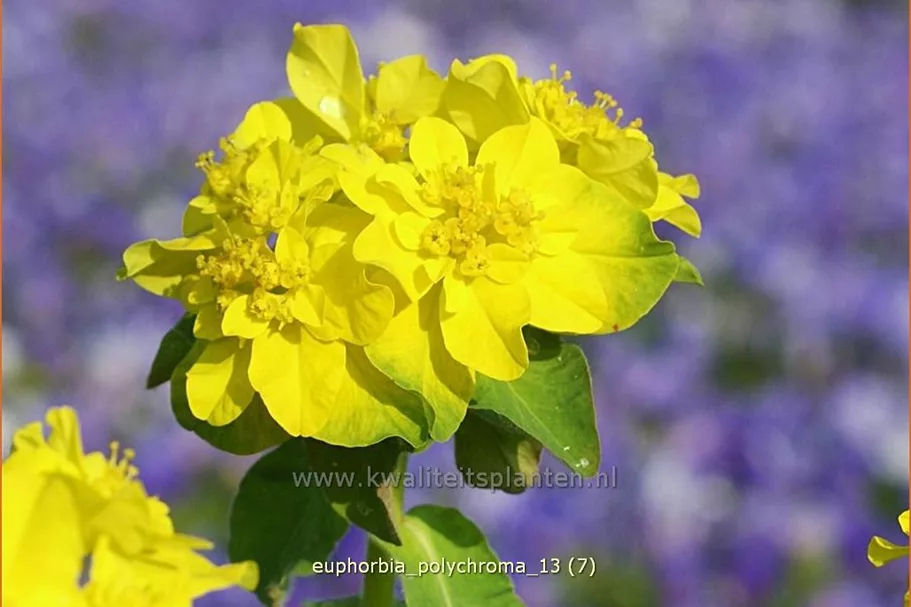 Euphorbia polychroma