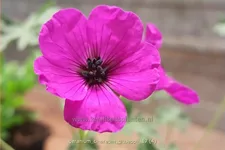 Geranium cinereum var. subcaulescens 'Giuseppii'