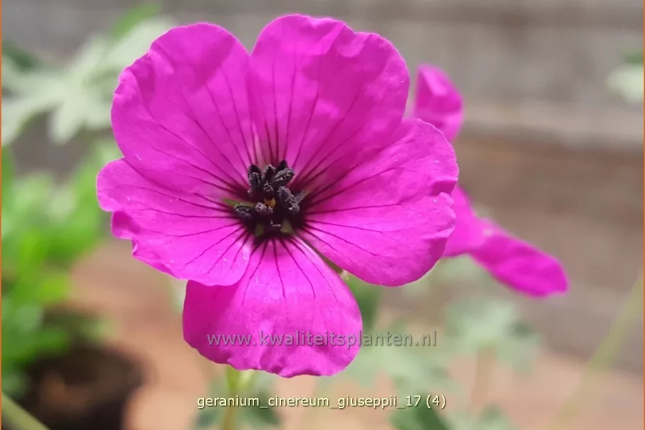 Geranium cinereum var. subcaulescens 'Giuseppii'