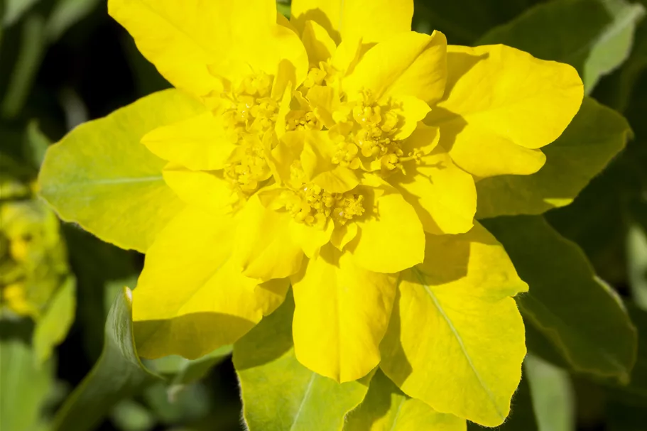 Euphorbia polychroma