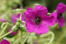 Geranium cinereum var. subcaulescens 'Giuseppii'