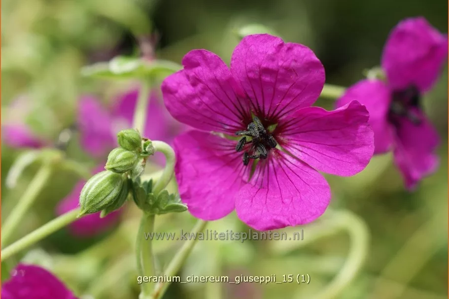 Geranium cinereum var. subcaulescens 'Giuseppii'
