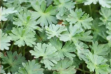 Geranium cinereum var. subcaulescens 'Giuseppii'