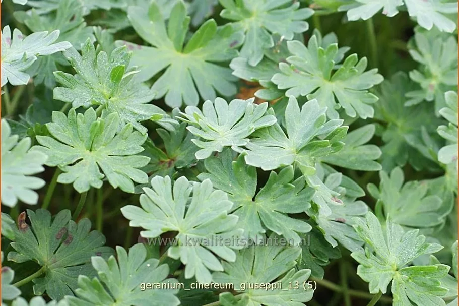 Geranium cinereum var. subcaulescens 'Giuseppii'