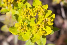 Euphorbia polychroma