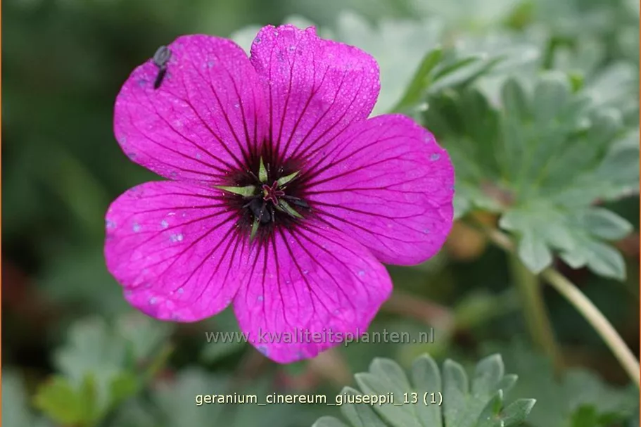 Geranium cinereum var. subcaulescens 'Giuseppii'