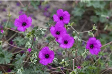 Geranium cinereum var. subcaulescens 'Giuseppii'
