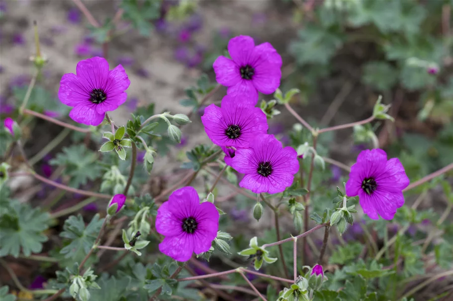 Geranium cinereum var. subcaulescens 'Giuseppii'