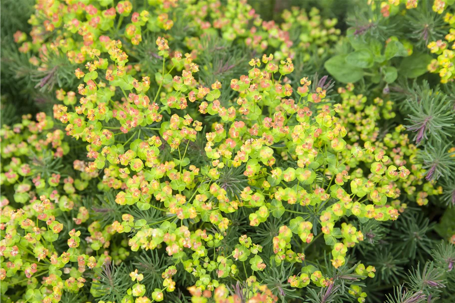 Euphorbia polychroma