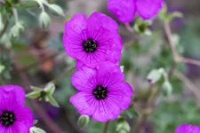 Geranium cinereum var. subcaulescens 'Giuseppii'