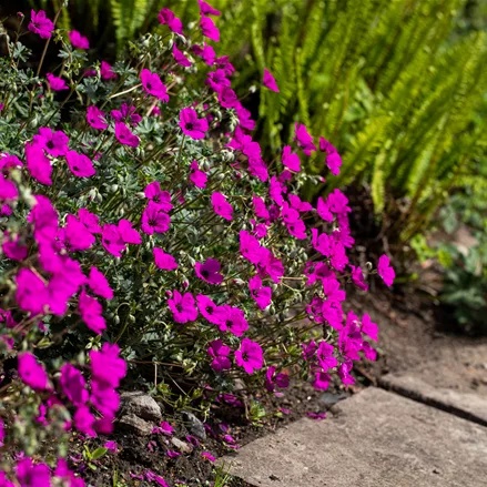 Geranium cinereum var. subcaulescens 'Giuseppii'