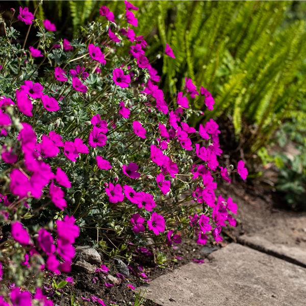 Geranium cinereum var. subcaulescens 'Giuseppii'