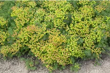 Euphorbia polychroma