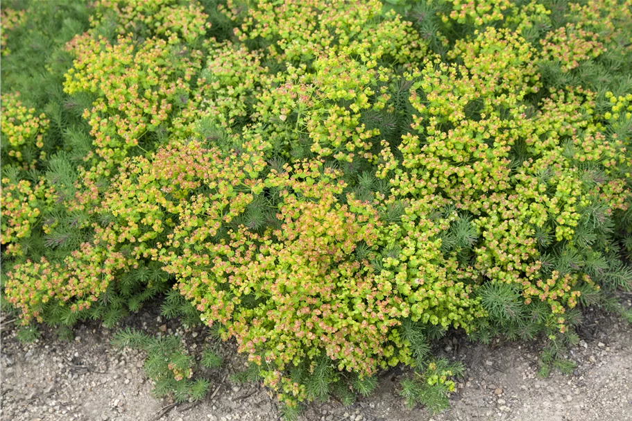 Euphorbia polychroma