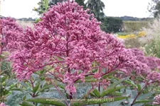 Eupatorium maculatum 'Gateway'