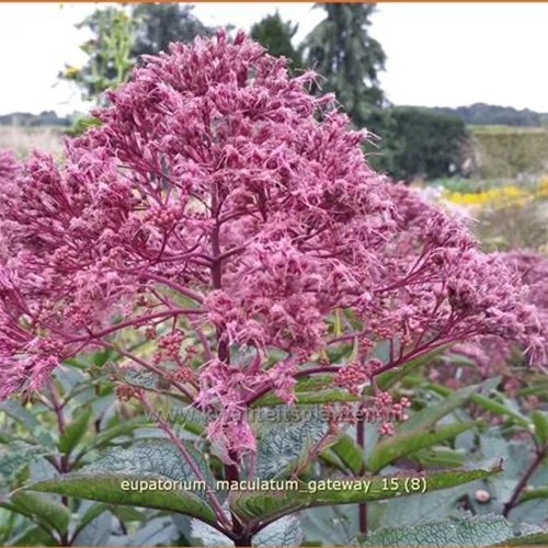Eupatorium maculatum 'Gateway'