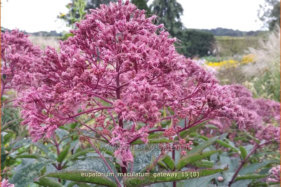 Eupatorium maculatum 'Gateway'