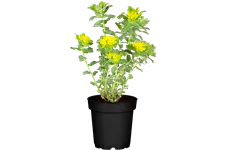 Euphorbia polychroma