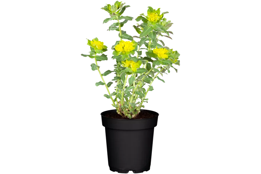 Euphorbia polychroma