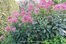 Eupatorium maculatum 'Gateway'