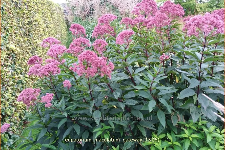 Eupatorium maculatum 'Gateway'