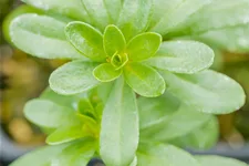 Euphorbia polychroma