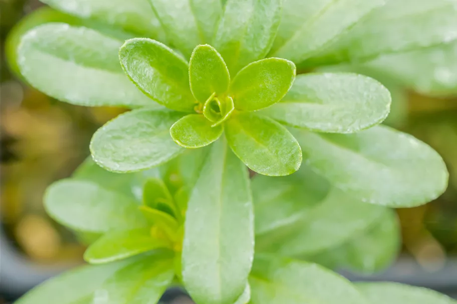 Euphorbia polychroma