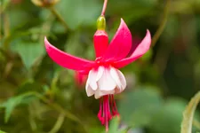 Fuchsia magellanica 'Madame Cornelissen'