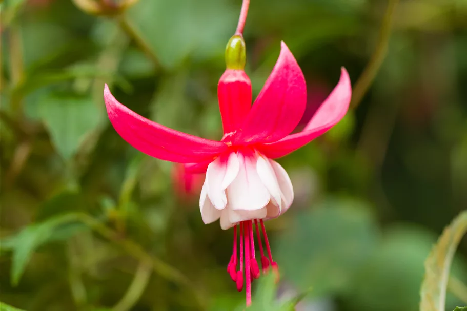 Fuchsia magellanica 'Madame Cornelissen'
