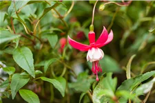 Fuchsia magellanica 'Madame Cornelissen'