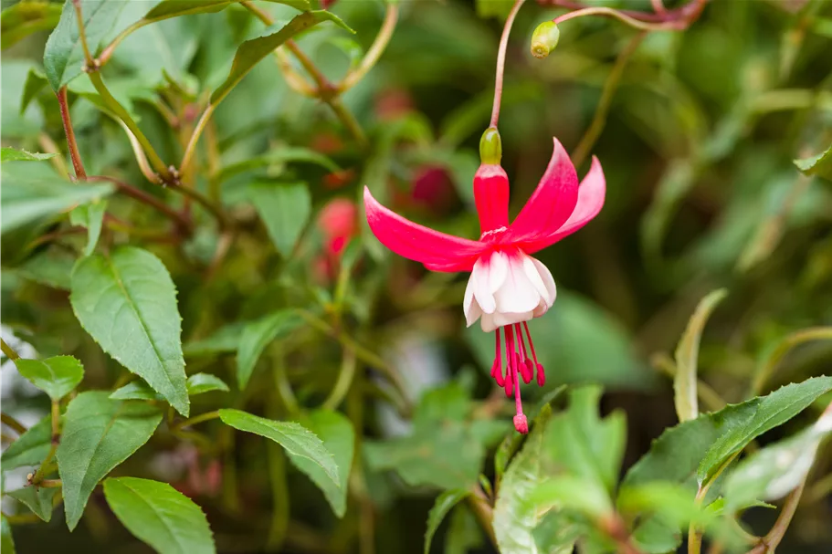 Fuchsia magellanica 'Madame Cornelissen'