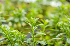 Euphorbia polychroma