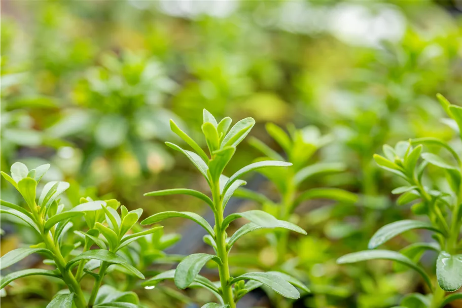 Euphorbia polychroma
